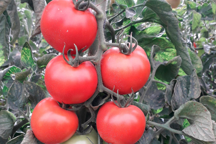 Israeli researchers develop tomatoes resilient to viruses