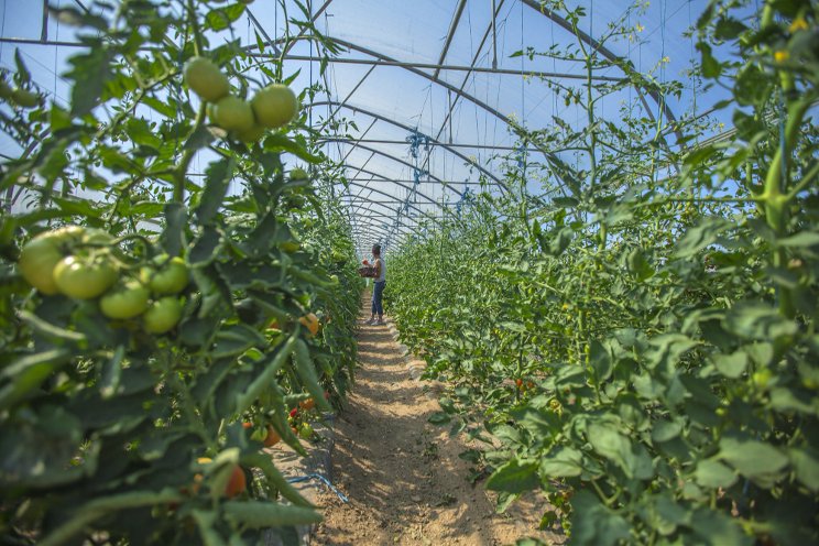 Greenhouse output expected to reach 3.7m tons by Mar. 2025