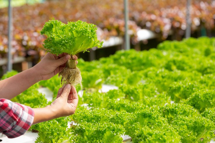 The essentials of hydroponics production