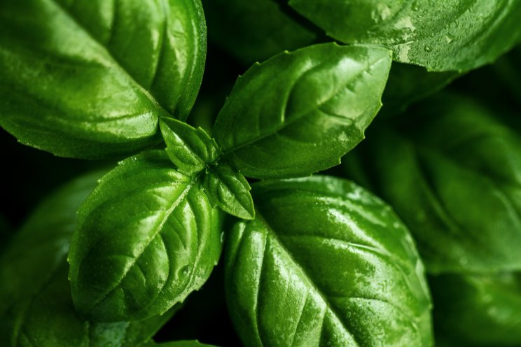 LEDs and basil leaves: Urban farming pilot program blossoms