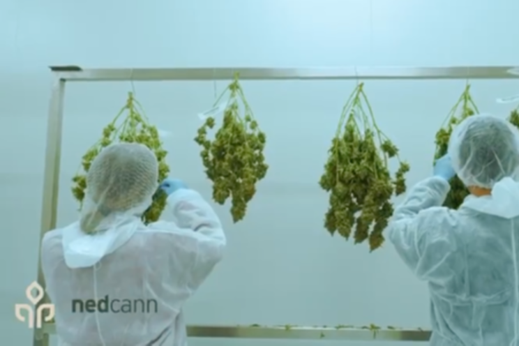 KG Systems indoor cannabis project in N. Macedonia