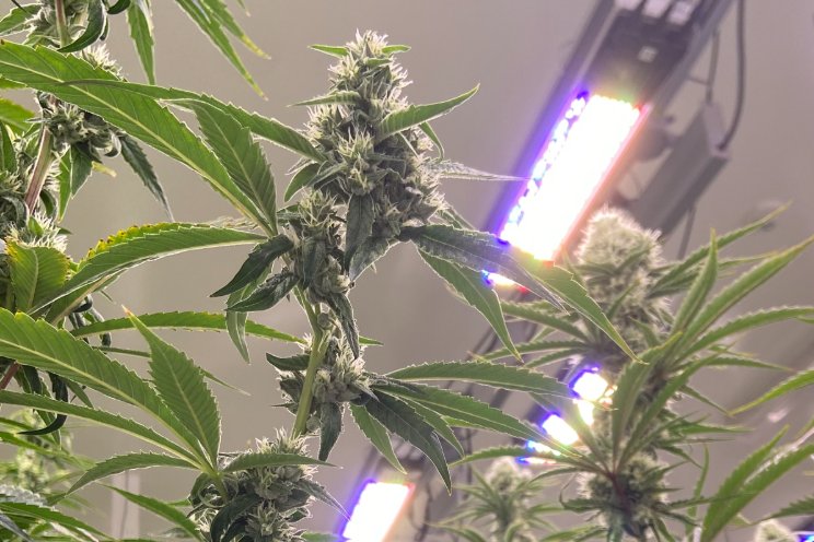 Unlocking the full potential of cannabis cultivation with Sollum