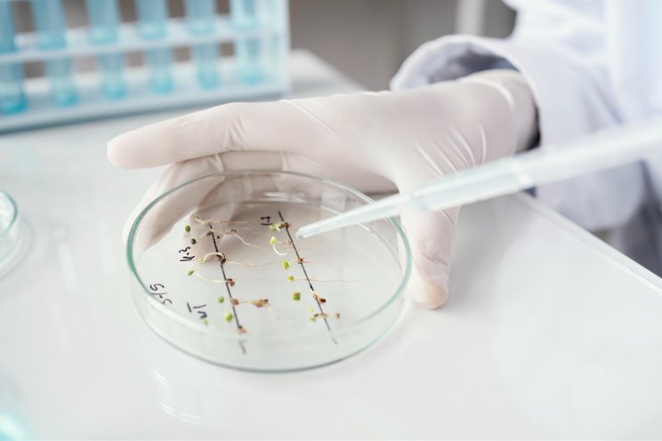 Electrochemical gradients, plant metabolism, and light quality