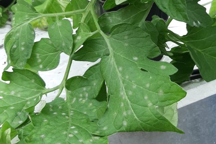 Recognizing powdery mildew with sensors