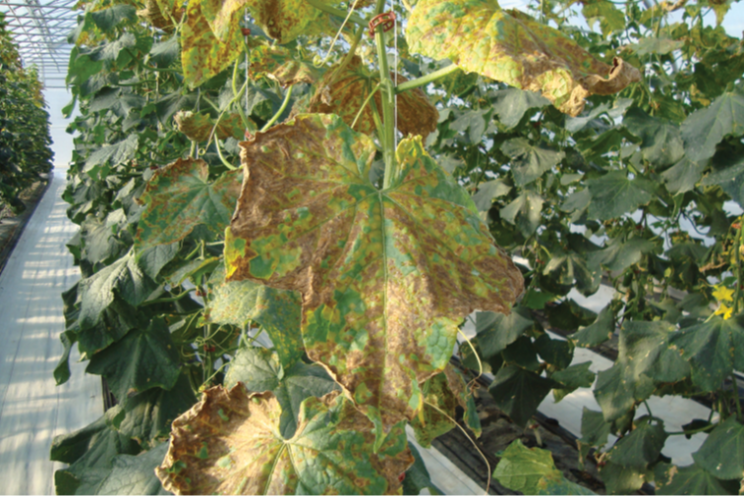 Solution for downy mildew