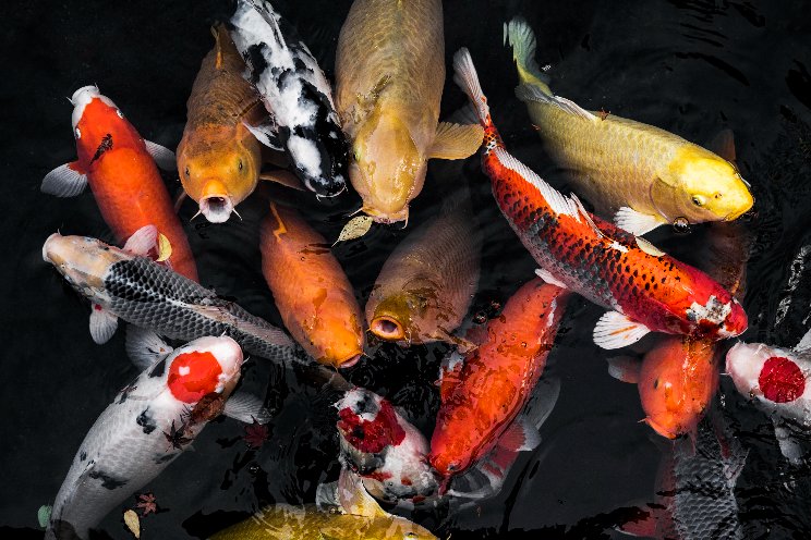 Aquaponics project grows food using koi fish waste