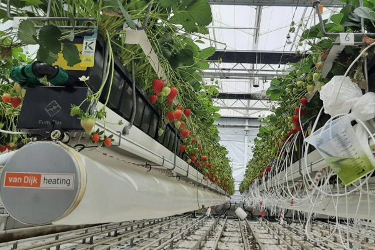 Can low-chill contribute to fossil-free strawberry cultivation?