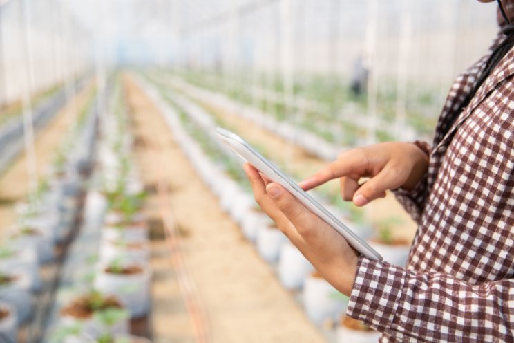 Practical advice on implementing AI in your greenhouse business