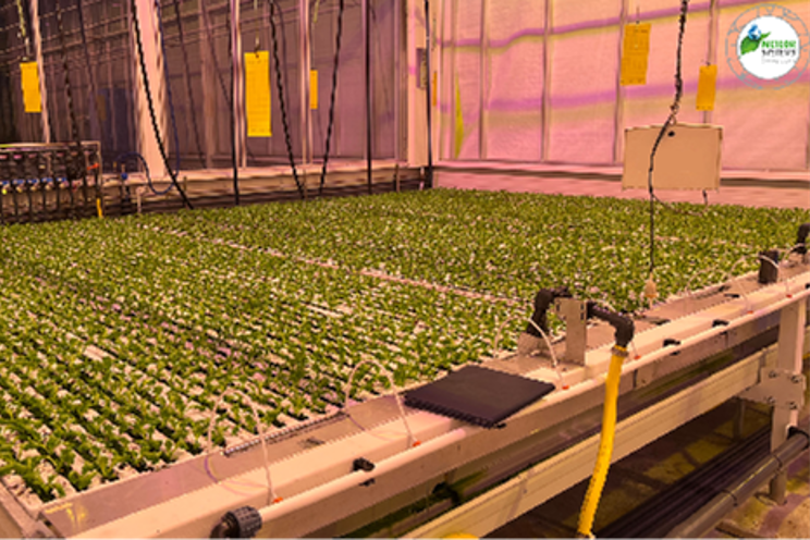 The future of sustainable cultivation: Water culture tables tops