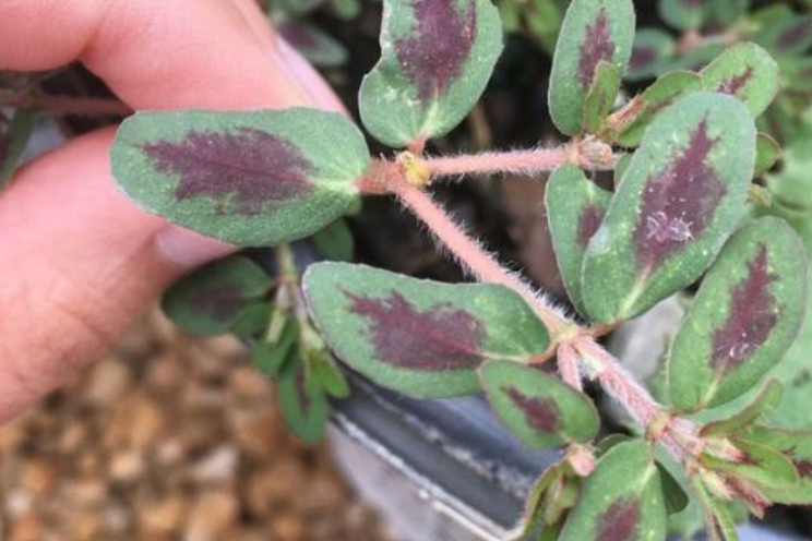 Managing spotted spurge in the greenhouse