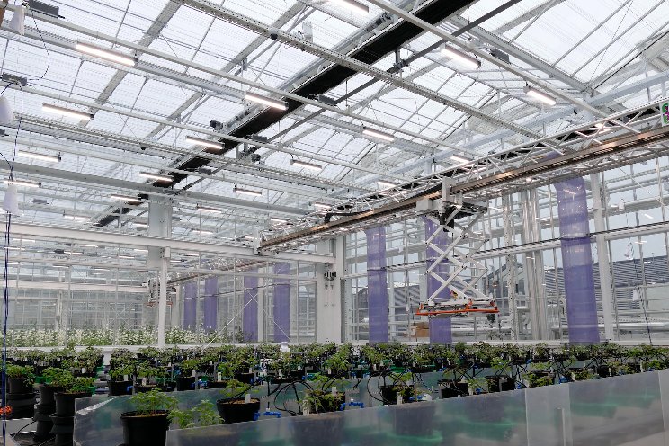 Fluence’s VYPR Fixtures improve efficiency, saving growers thousands