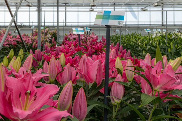 Pollen-free, double-bloomed and resistant varieties at Dutch Lily Days