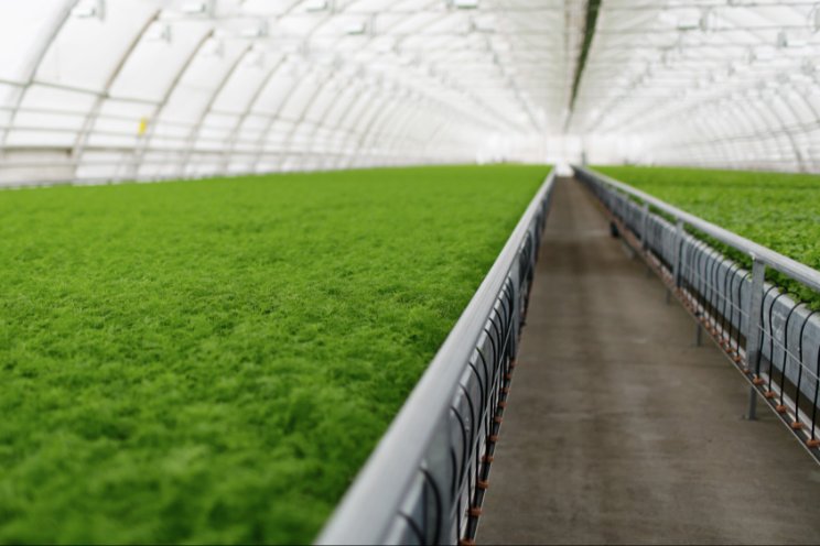 How indoor farming is revolutionizing agriculture