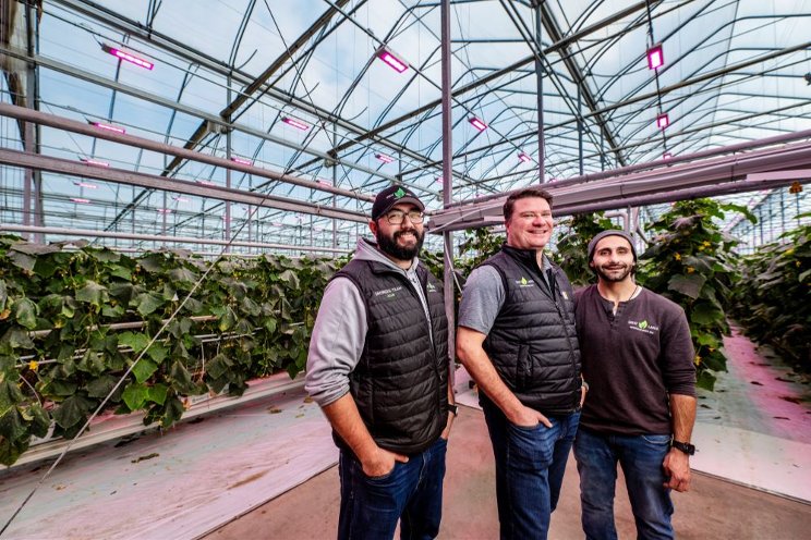 Great Lakes Greenhouses enhances cucumber production with Philips