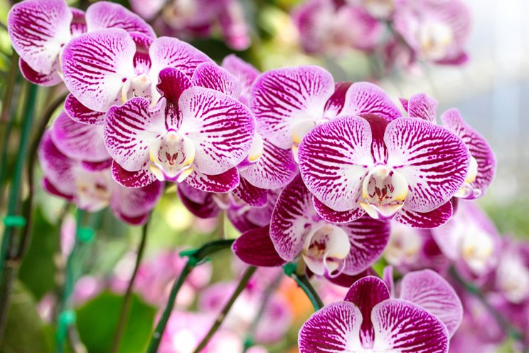 Westerlay launches new orchid line