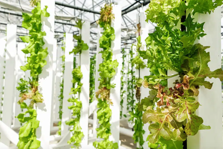 Growing beyond soil to boost greenhouse business