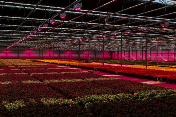 Growing under full LED: the opportunities and the challenges