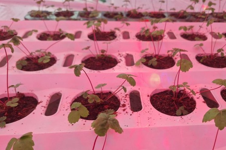 Propagation phase is crucial for sustainable strawberry cultivation