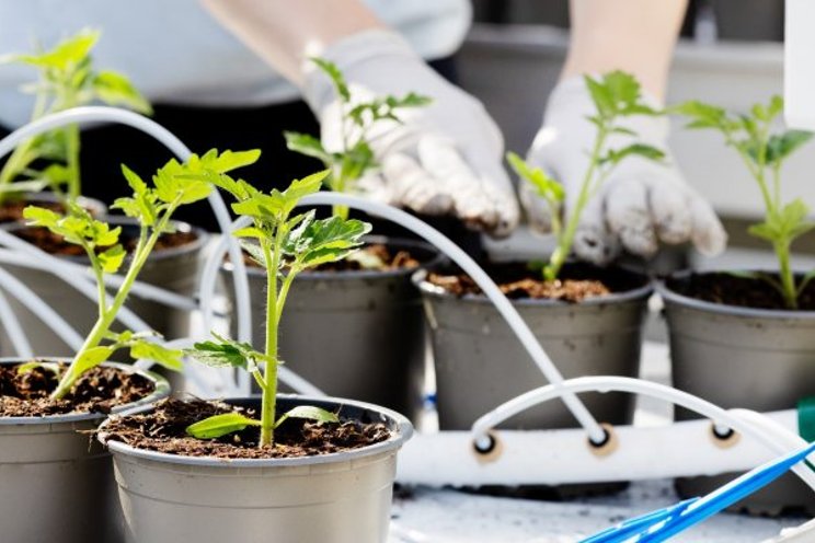 As a greenhouse manager, you must always be on standby