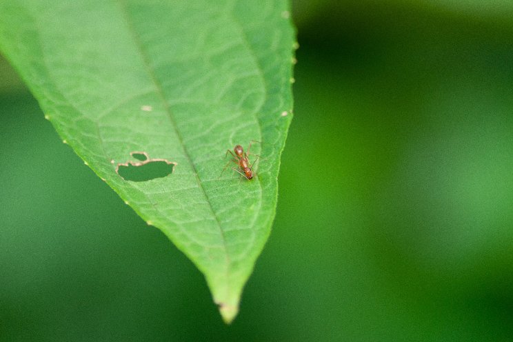 Erich Schoeller on thrips and biological control 