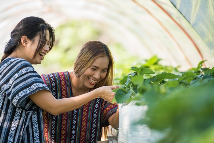 More opportunities for urban agri in Saint-Laurent