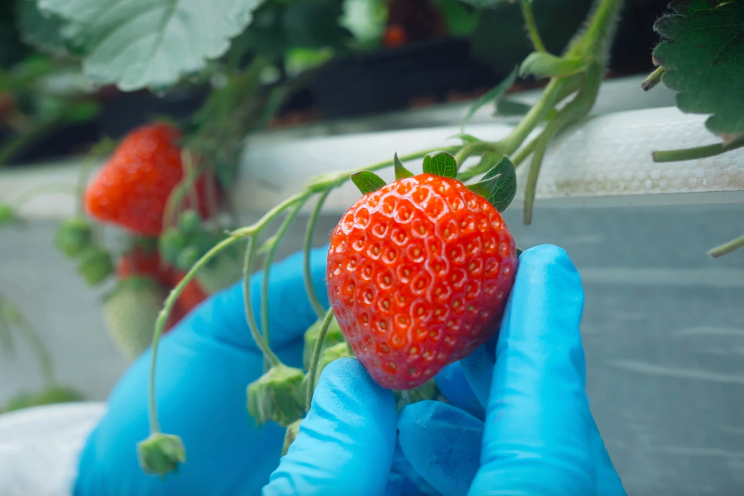 Inside the high-tech farm where Instagram’s favorite strawberries grow