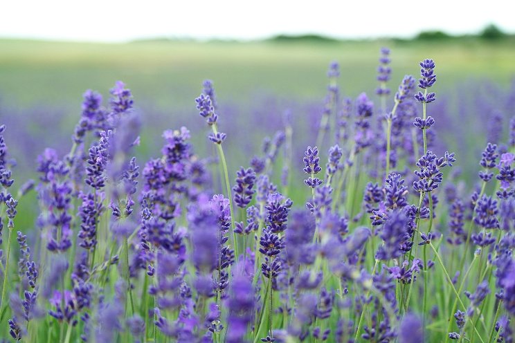 Think you can't grow lavender? Think again!