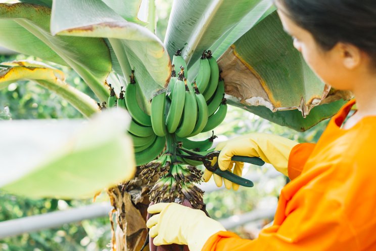 The groundbreaking disease-resistant banana variety, 'Yelloway One'