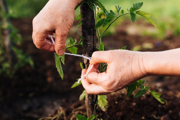 Agroforestry: a growing trend in sustainable farming