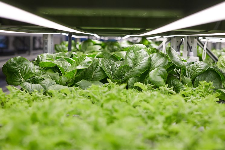 Market profile: Fresh greens and vertical farming in the UAE