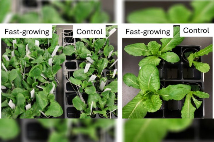 New fast-growing lettuce varieties for indoor farming