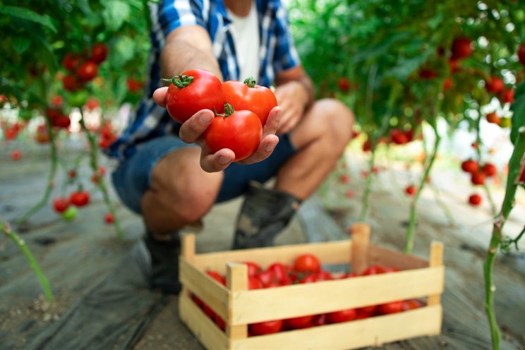 Tomatoes: The great detoxifiers