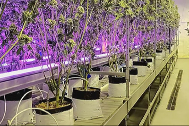 Maximizing yields with under canopy lighting