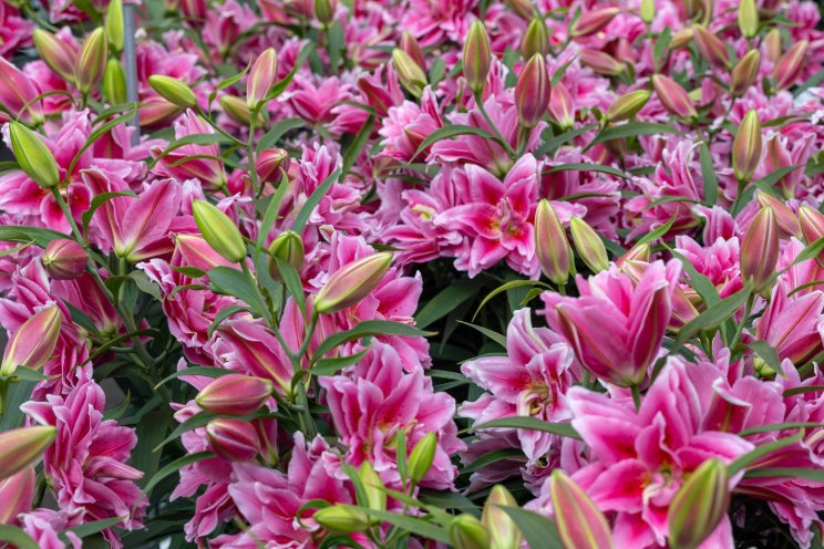 Innovations and challenges are the focus of Dutch Lily Days 2025