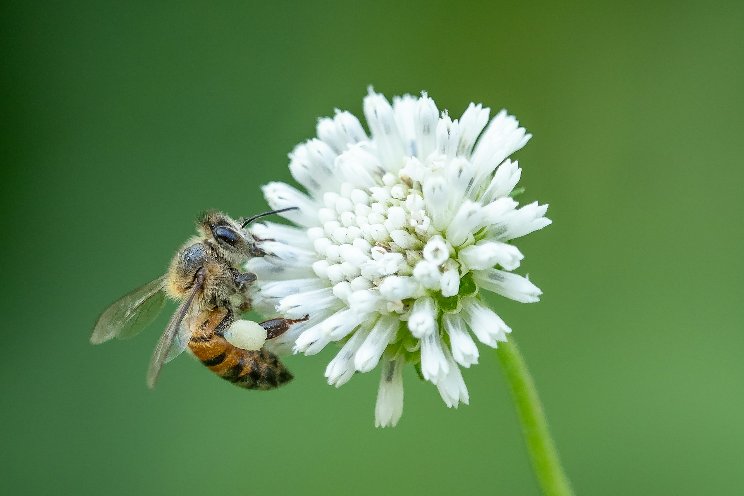 Ontario bee health initiative gets $1M funding boost