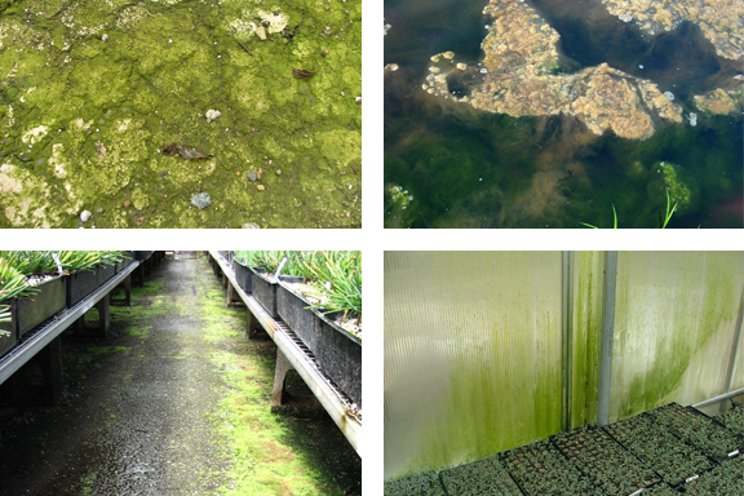 Controlling algae in greenhouses: The green monster
