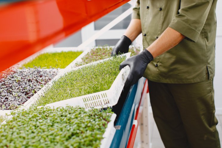 How a chef-turned-farmer is growing gourmet greens