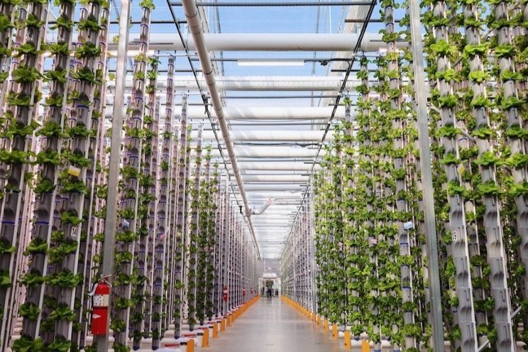 Key differences in traditional and vertical greenhouses