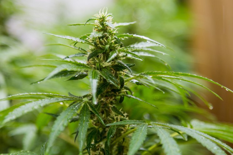 A cannabis industry leader still flying under the radar