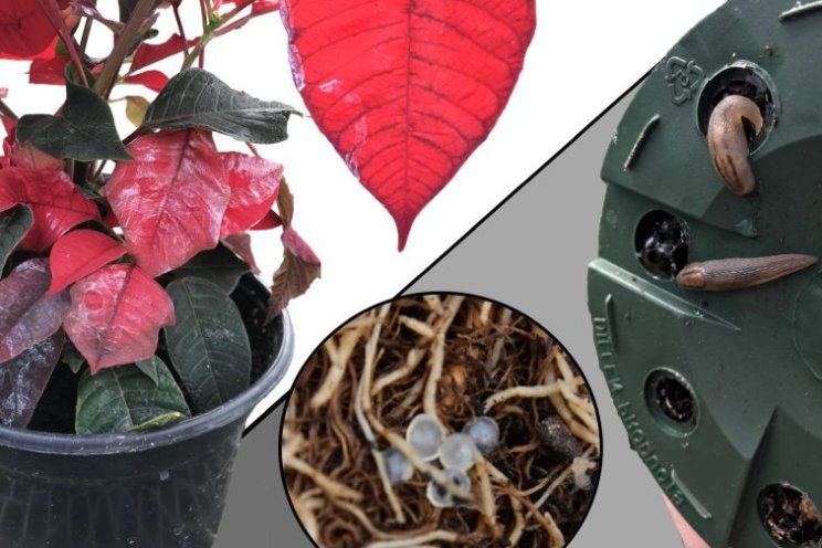 How to manage slug infestations in poinsettia production