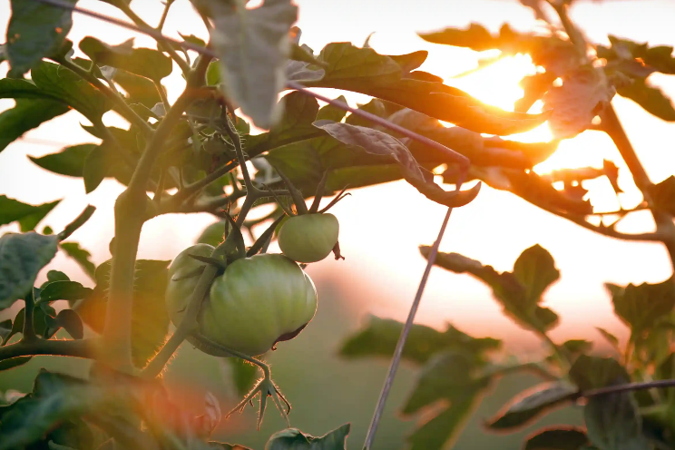 Microbial biofertilizers for tomatoes: Boosting growth