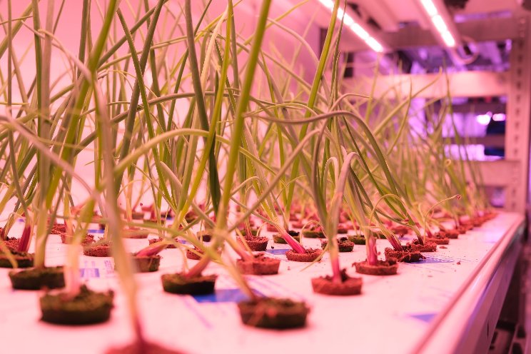 Research partnership explores growing onions with aeroponics