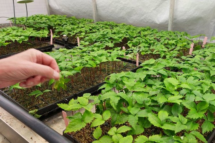 A more sustainable cultivation method for medicinal ginseng