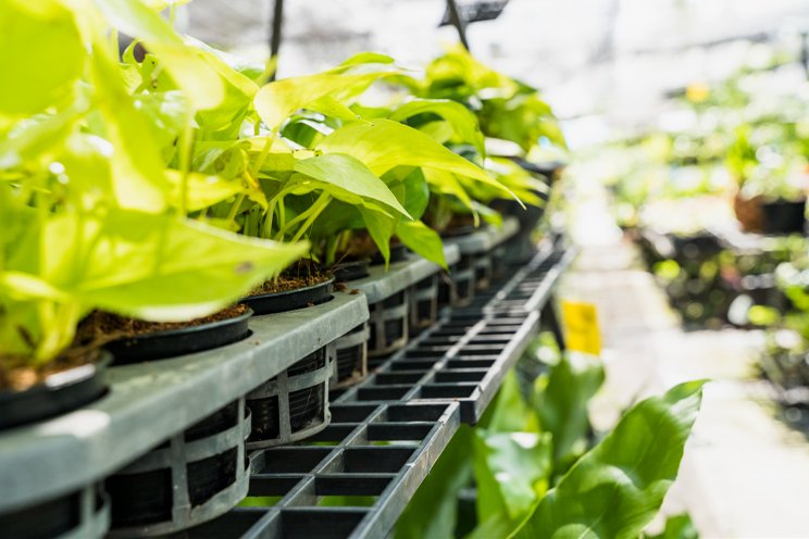 High-tech, 13-acre propagation facility opens in Ontario