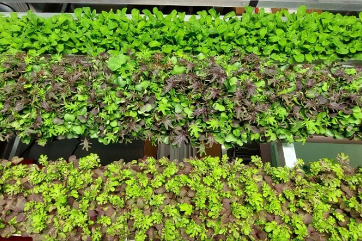 Pioneering indoor microgreen farming in Southeast Asia