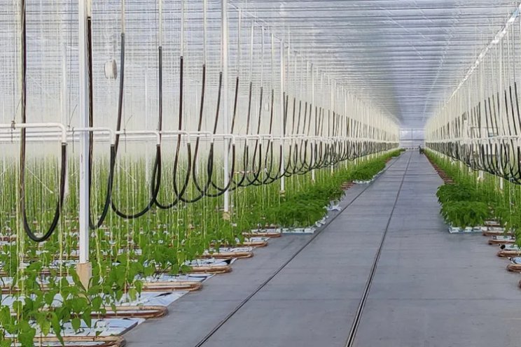 Organic pepper concept at Fruit Logistica