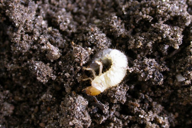 Act now for rapid control of turf beetle larvae with B-Green