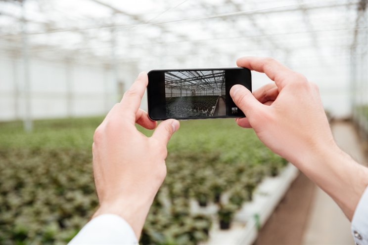 AI improves pest detection in Kayseri's soilless farming