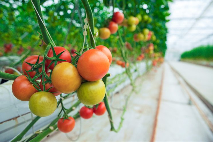 Stavropol's greenhouse vegetable production soars by 20%