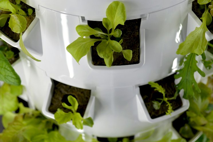 Could vertical farming transform agriculture in Egypt?